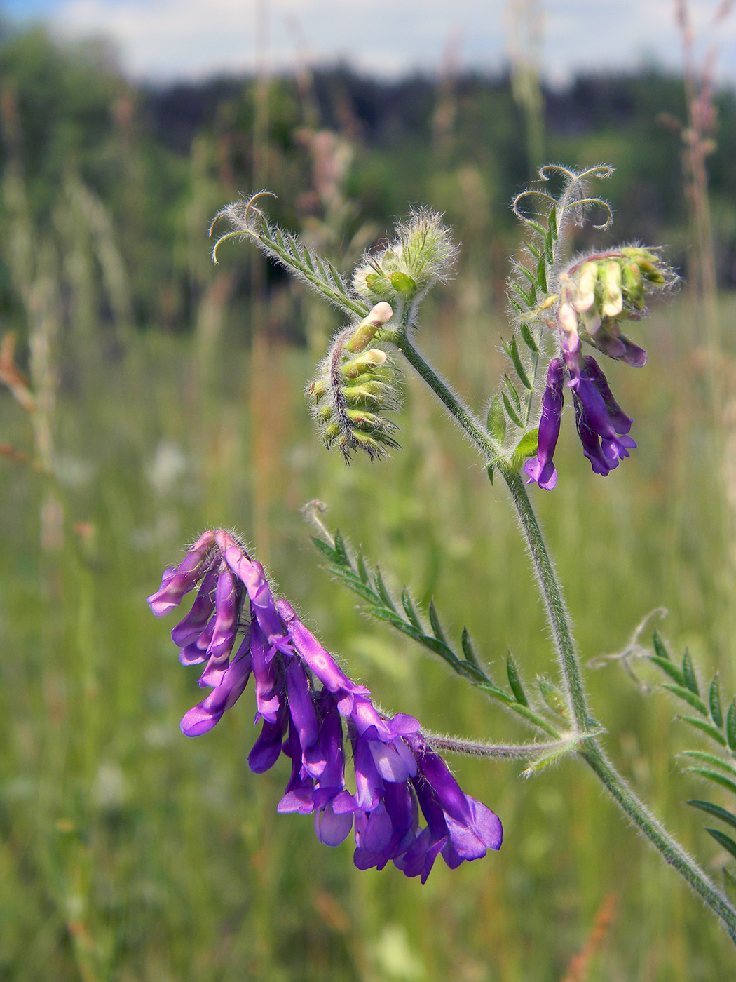 Изображение особи Vicia villosa.