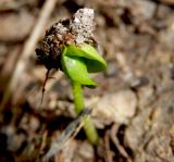 Hedera helix