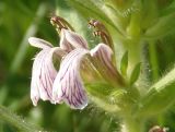 Ajuga laxmannii