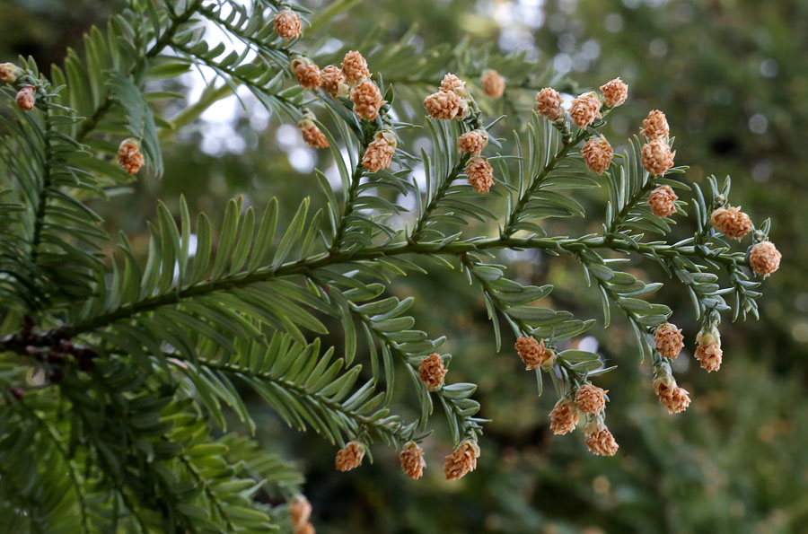 Изображение особи Sequoia sempervirens.