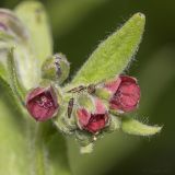 Cynoglossum officinale