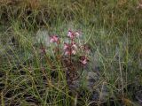 Pedicularis adunca