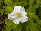 Rosa rugosa