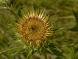 Carlina intermedia