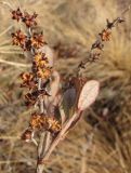 Chamaedaphne calyculata