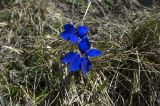 Gentiana angulosa. Цветущее растение. Кабардино-Балкария, Эльбрусский р-н, дорога, ведущая к Терскольской обсерватории, опушка леса. 20.05.2009.