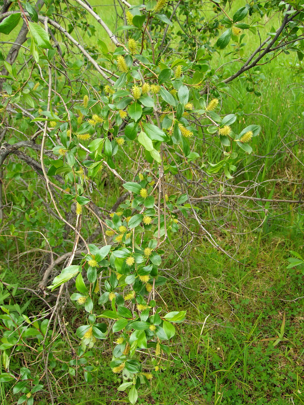 Изображение особи Salix pseudopentandra.