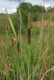 Typha intermedia. Верхушки побегов с соцветиями. Крым, Ай-Петринская яйла, пруд близ вершины Ат-Баш. 12.07.2018.