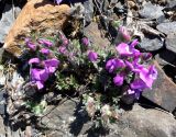 Oxytropis nigrescens