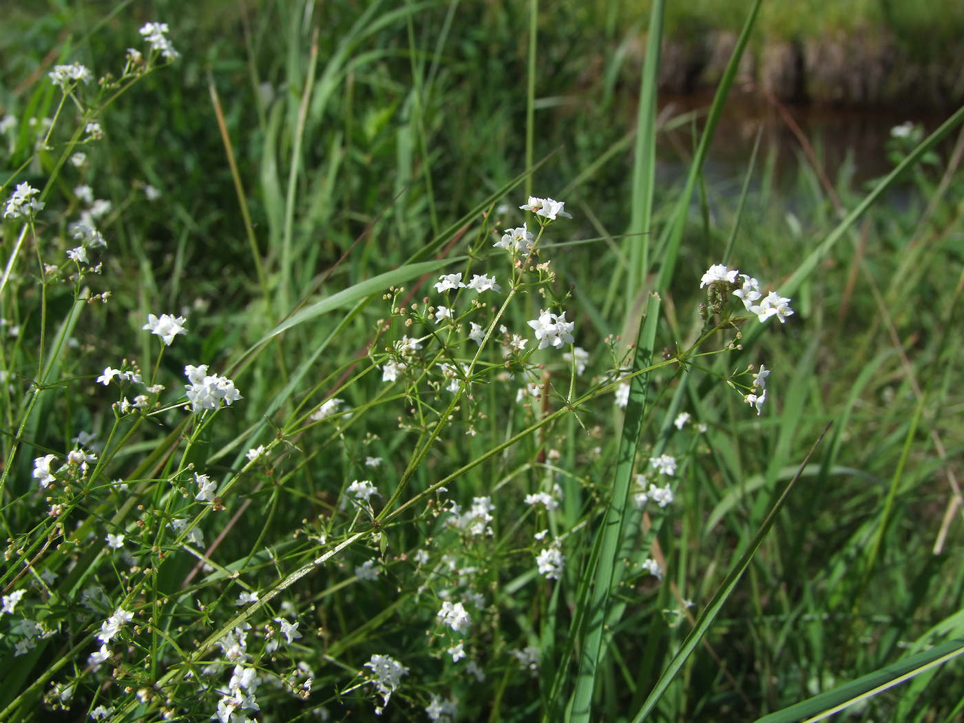 Изображение особи Galium uliginosum.