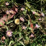 Erigeron orientalis