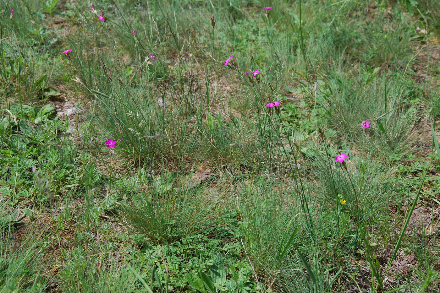 Изображение особи Dianthus borbasii.