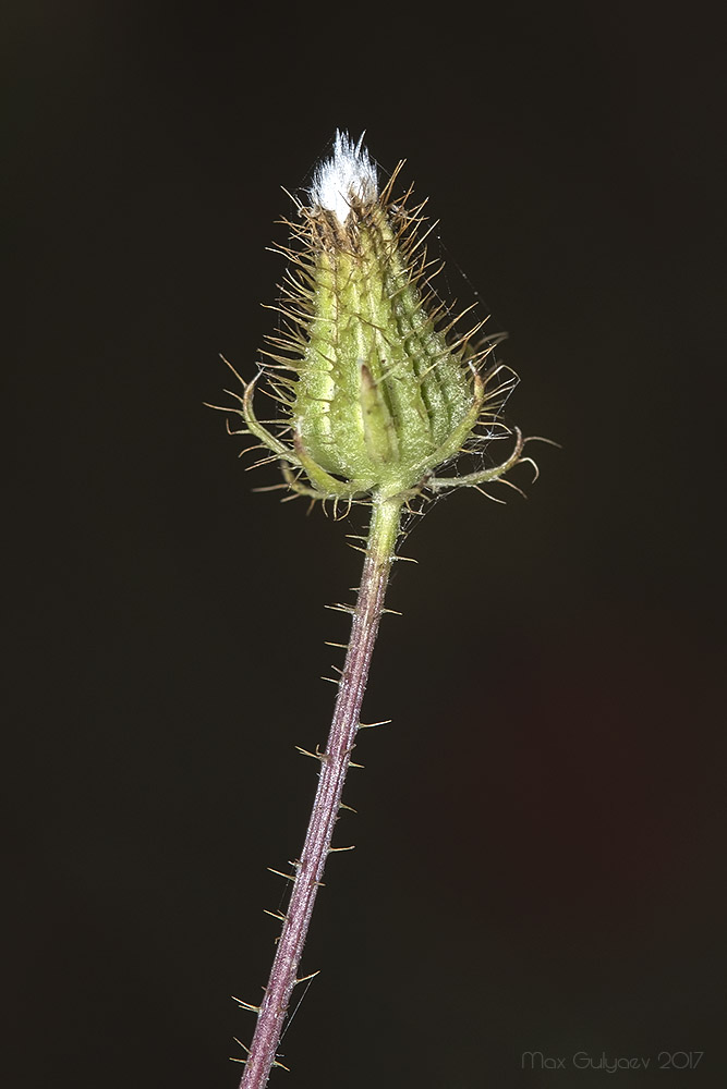 Изображение особи Crepis setosa.