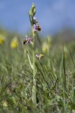 Ophrys oestrifera. Цветущее растение. Краснодарский край, м/о г. Новороссийск, гора Шахан, травянистое сообщество задернованного скального обнажения на склоне южной экспозиции. 28.04.2019.