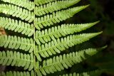 Dryopteris filix-mas