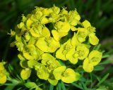 Euphorbia cyparissias. Соцветие с фуражирующим муравьём. Подмосковье, г. Одинцово, в культуре. Май 2020 г.