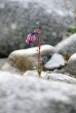 Gastrolychnis uralensis