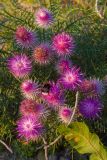 Lamyra echinocephala