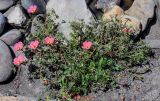 Portulaca grandiflora. Цветущее растение. Чечня, г. Аргун, в культуре. 25.07.2022.
