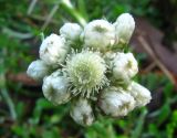 Antennaria dioica