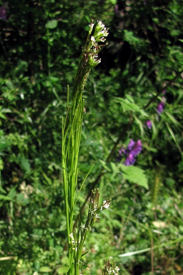 Изображение особи Arabis sagittata.