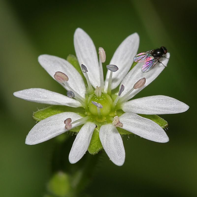 Изображение особи Myosoton aquaticum.