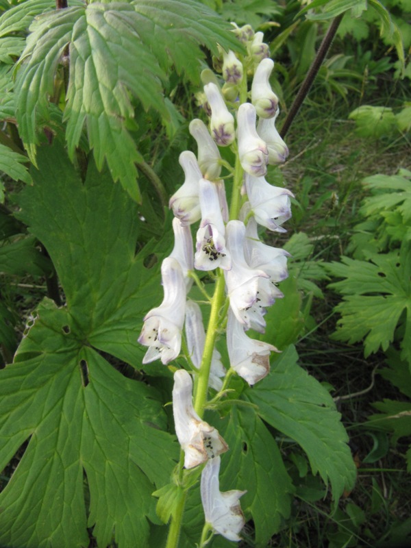 Изображение особи Aconitum septentrionale.