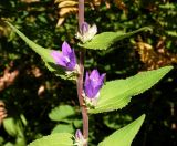 Campanula cephalotes