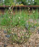 Polygonum aviculare