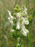 Stachys recta