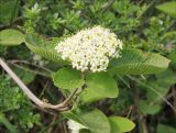 Viburnum lantana. Конец ветви с соцветием. Черноморское побережье Кавказа, Новороссийск, близ мыса Шесхарис, шибляк. 21 марта 2010 г.