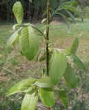 Salix caprea