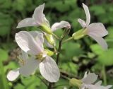 Cardamine trifida