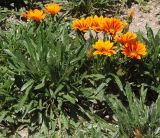 Gazania × hybrida. Цветущие растения. Южный берег Крыма, Никитский ботанический сад. 24.05.2013.