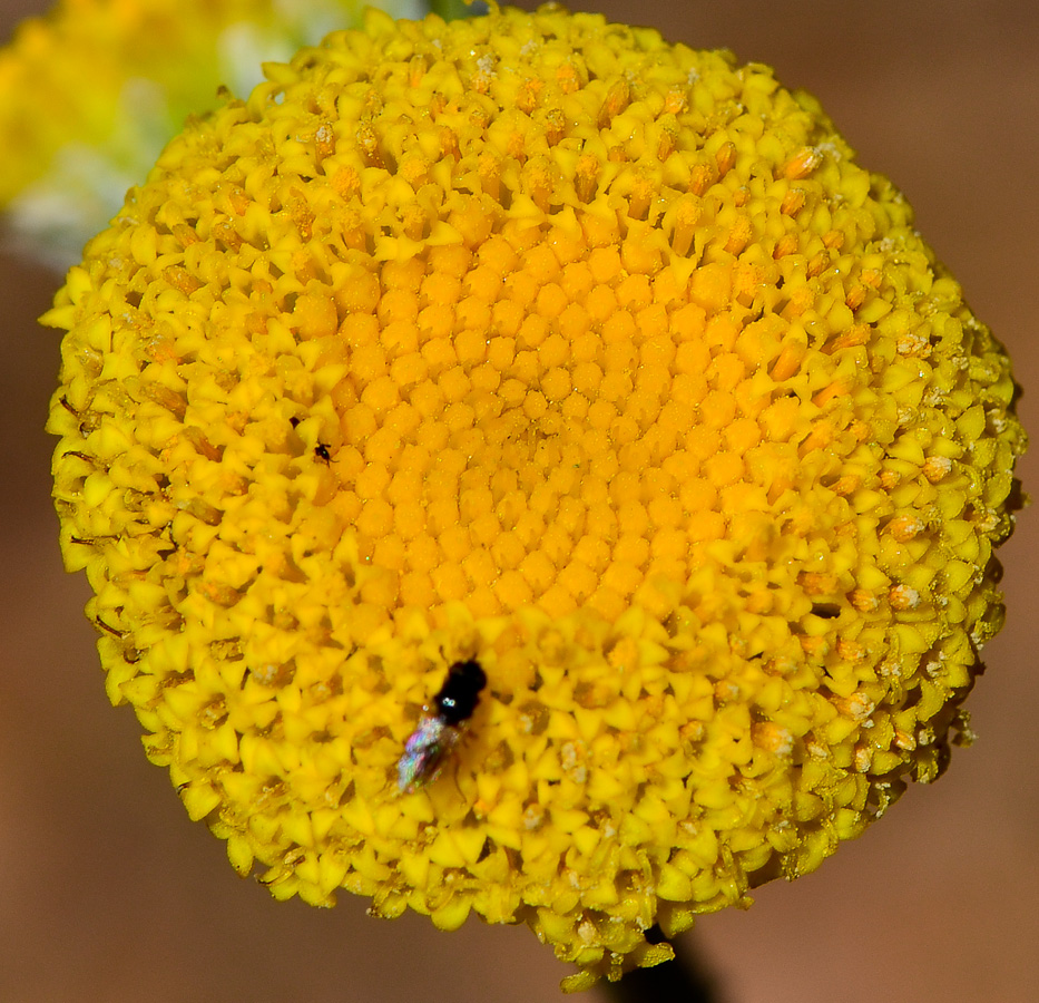 Изображение особи Anthemis tinctoria.