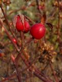 род Rosa. Зрелые плоды. Украина, Запорожская обл., Запорожский р-н, возле трассы, напротив Кушугумского кладбища. 12.10.2013.