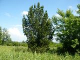 Pinus sibirica. Молодое дерево. Кемеровская обл., г. Прокопьевск. 06.07.2014.
