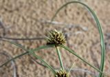 Cyperus capitatus