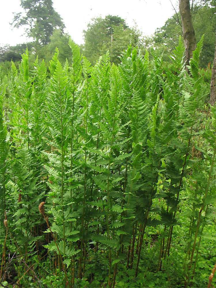 Изображение особи Dryopteris cristata.