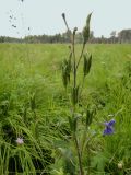 Delphinium cheilanthum