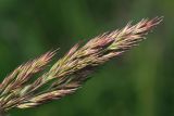 Calamagrostis epigeios