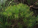 Plantago arborescens