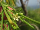 Plocama pendula