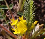 род Astragalus