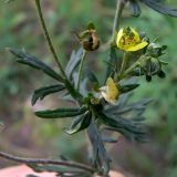 Potentilla argentea