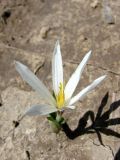 Colchicum kesselringii