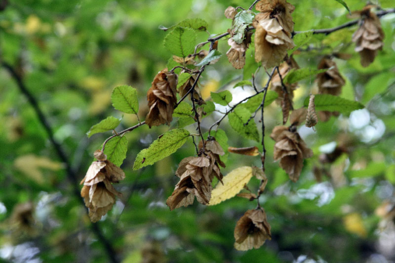 Изображение особи Carpinus orientalis.