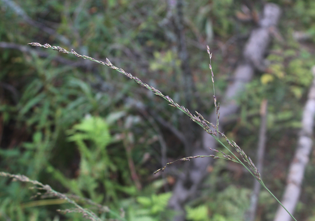 Image of Molinia caerulea specimen.