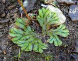 Marchantia polymorpha. Вегетирующее растение. Свердловская обл. левый берег р. Чусовая выше дер. Курья, напротив Камня Софронинский, песок. 6 августа 2016 г.