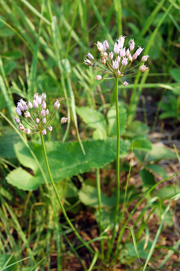 Изображение особи Allium angulosum.